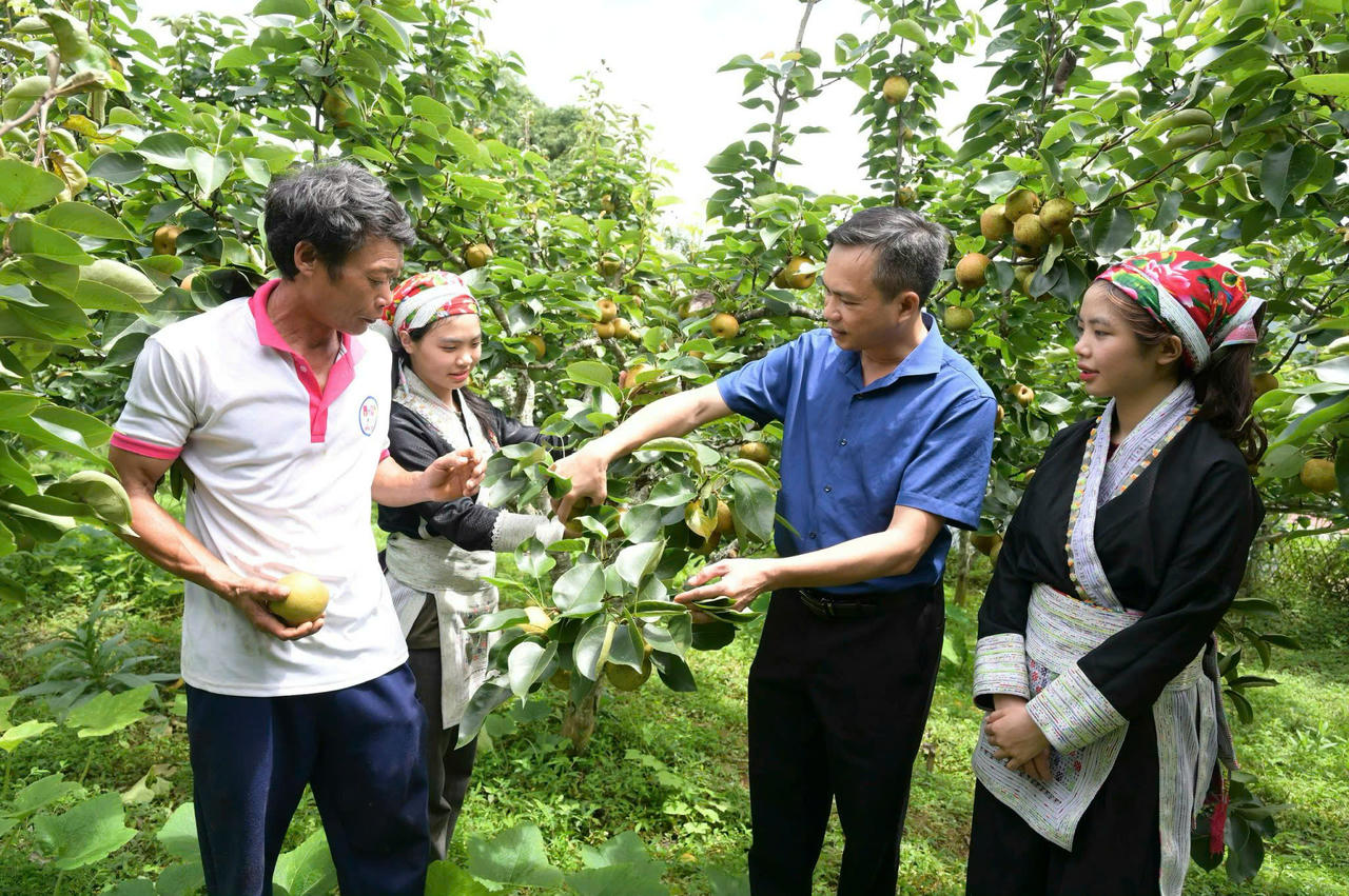 Không dừng ở sản xuất và bán quả tươi, Mường Hum đang tìm cách gia tăng giá trị cây lê thông qua du lịch trải nghiệm và ứng dụng công nghệ số (Ảnh: C. Hải)
