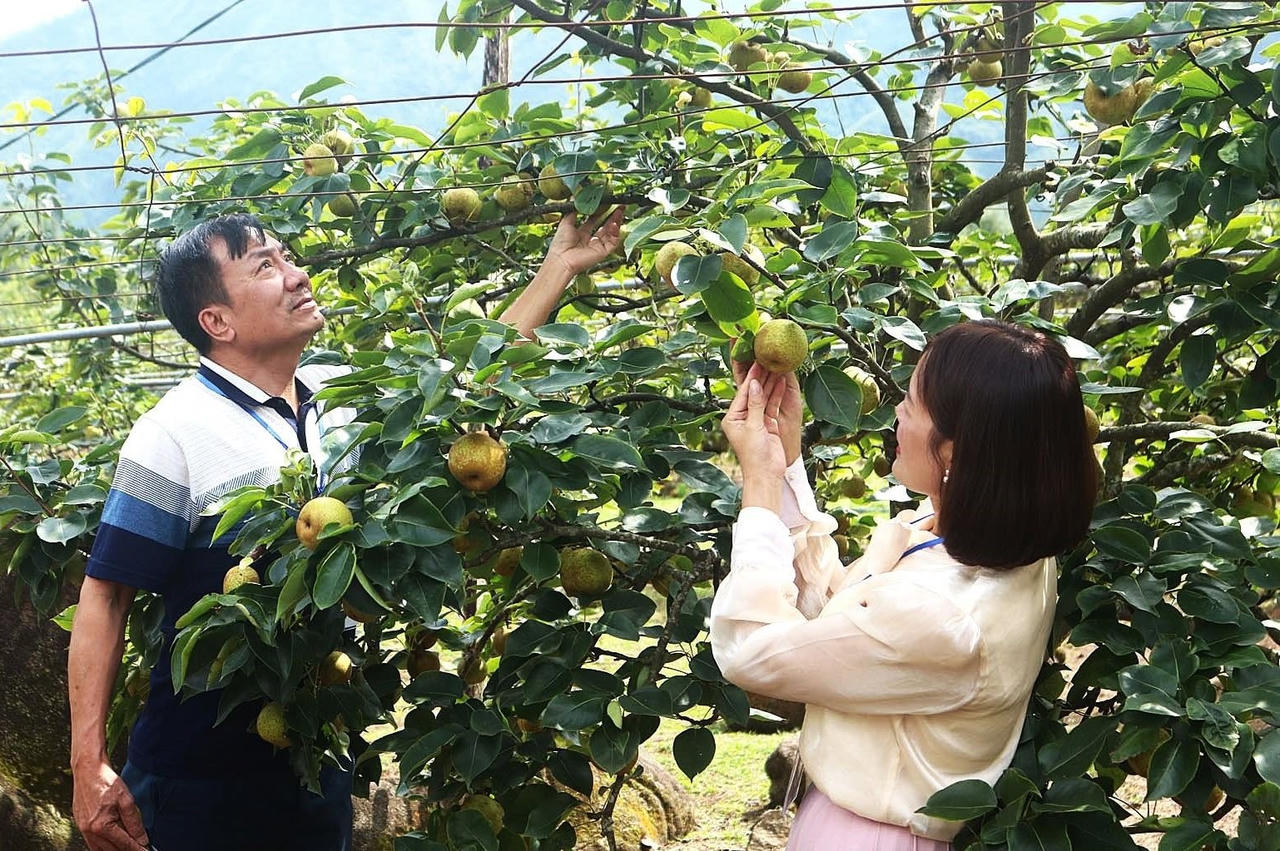 Cây lê đã và đang mang lại nguồn thu nhập đáng kể cho đồng bào các dân tộc Mường Hum (Ảnh: UBND xã Mường Hum)