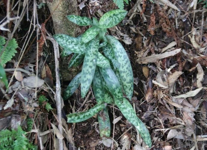 Lan hài đài cuốn (Paphiopedilum appletonianum), thuộc bộ Măng tây là loài có tên trong Sách Đỏ Việt Nam và được ưu tiên bảo vệ. Ảnh: VQGCMR