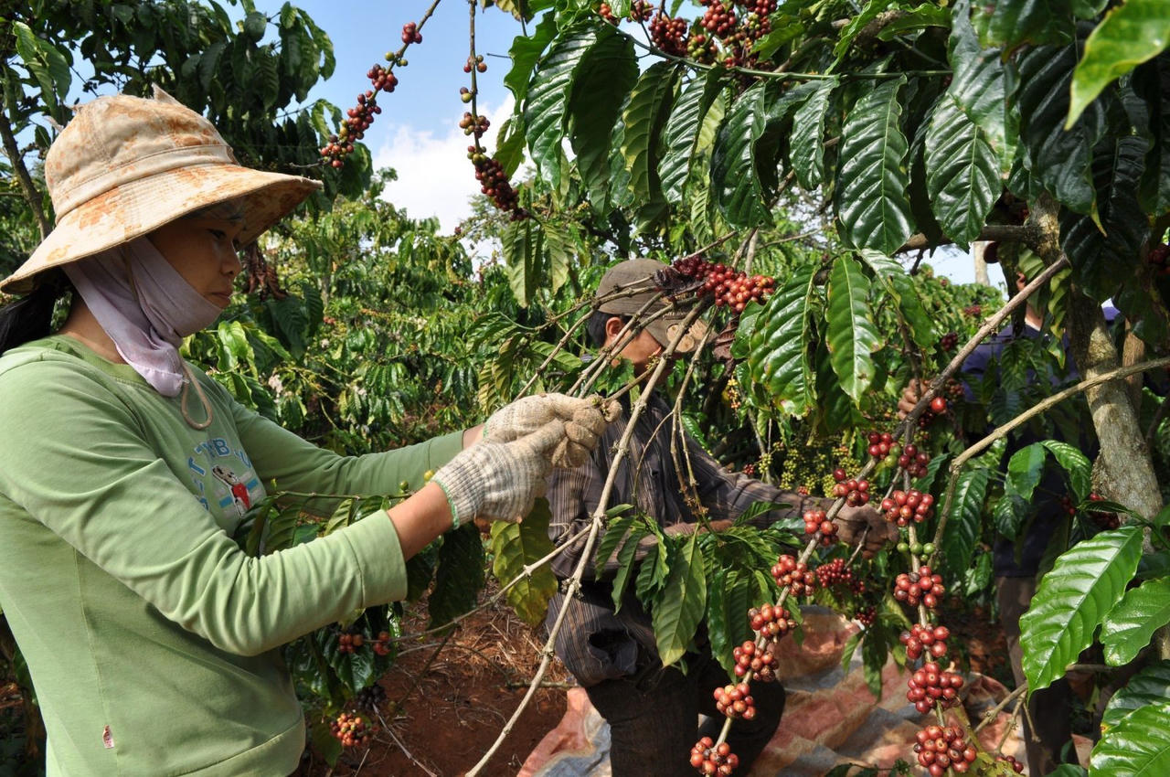 Cà phê là một mặt hàng có tỷ lệ tận dụng C/O cao (ảnh: MOIT) 