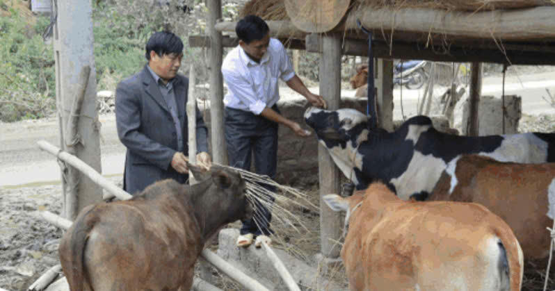 Chương trình mục tiêu quốc gia giảm nghèo bền vững tạo nguồn sinh kế thiết thực, phù hợp với điều kiện sản xuất của nhiều hộ dân vùng cao, tạo thêm tư liệu sản xuất và khả năng tích lũy cho hộ nghèo (Ảnh: laocai.gov.vn)