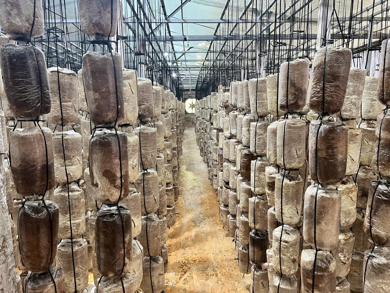 Các bịch phôi được treo thành từng dãy trong nhà nuôi trồng nấm sò nâu. (Ảnh: Huyền Trang)