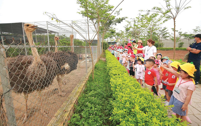 Học sinh mẫu giáo thăm trại nuôi đà điểu tại khu sinh thái trên địa xã Phù Đổng. Ảnh UBND xã Phù Đổng