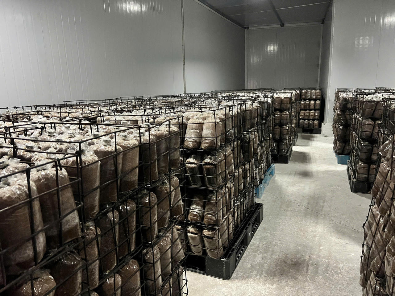 Các bịch giá thể được bố trí trong khung chứa tại khu sản xuất của Hợp tác xã nấm Nghĩa Minh. (Ảnh: Huyền Trang)