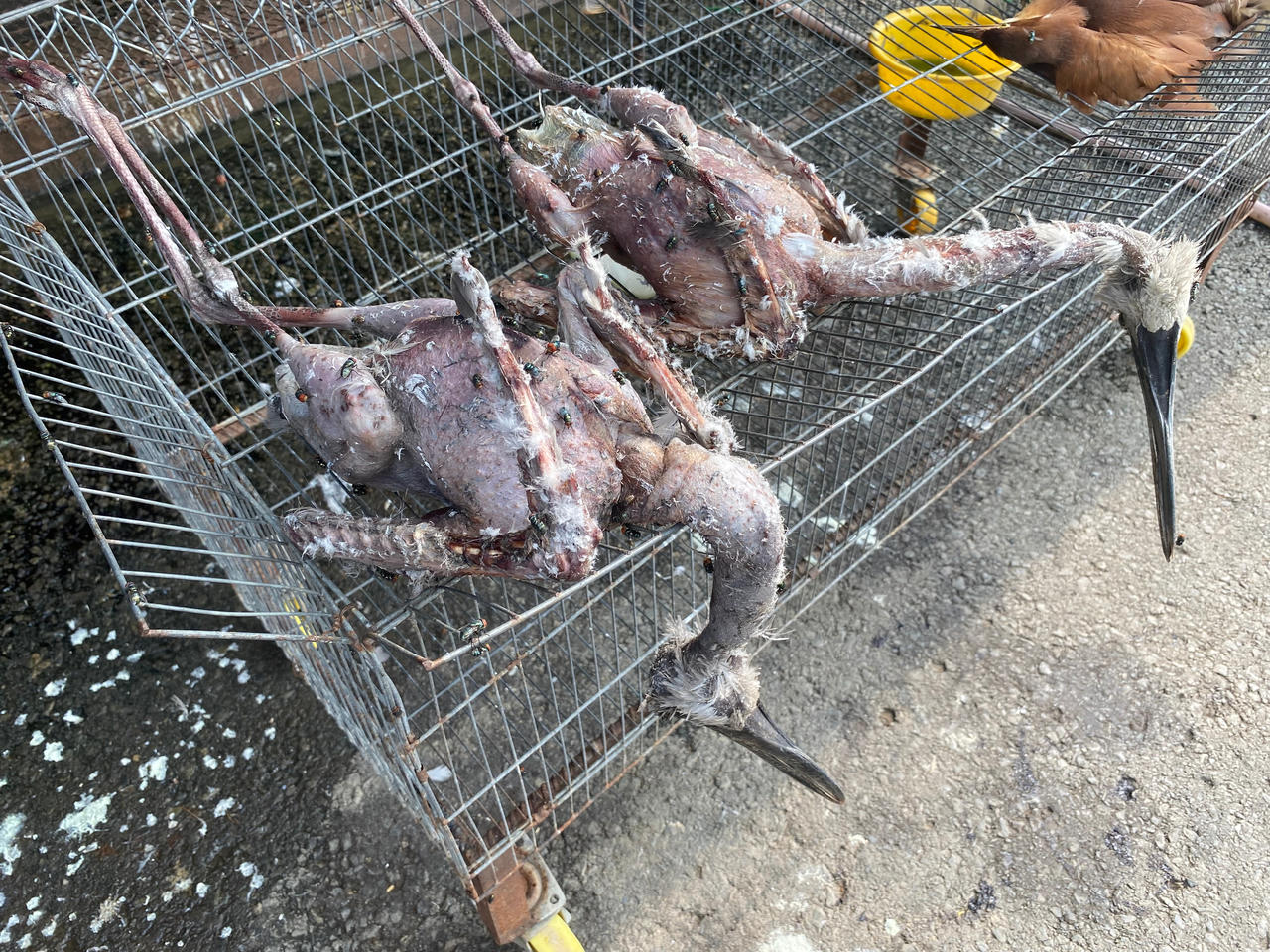 Những cá thể chim di cư bị bẫy, bắt và buôn bán tại chợ. (Ảnh: ENV)