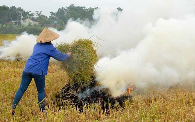 Hà Nội yêu cầu xử lý nghiêm hành vi đốt rơm rạ