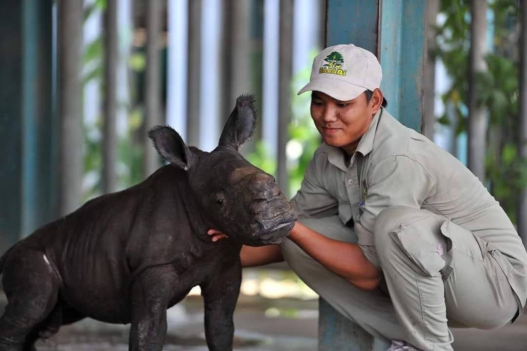 Anh Phát đã đồng hành cùng đàn tê giác trắng hơn 10 năm