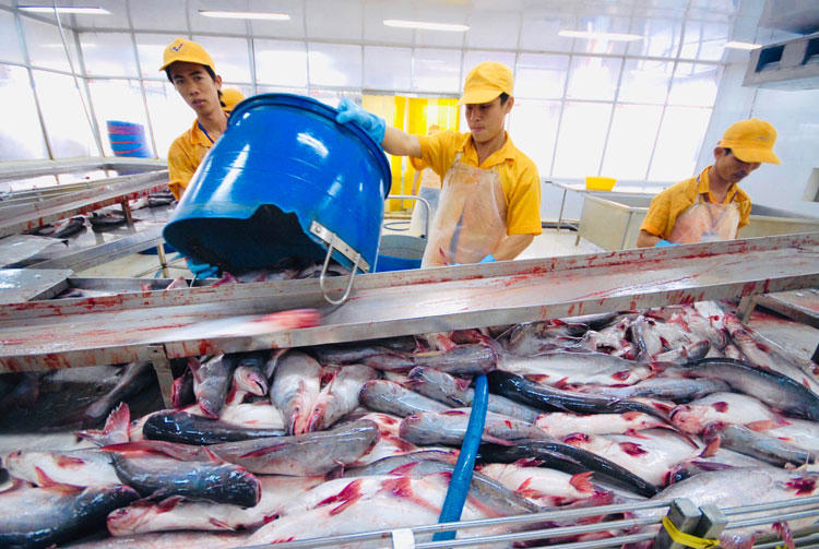 Xuất khẩu cá tra sang Trung Đông tăng trưởng, Ả Rập Xê Út dẫn đầu với mức tăng 52% Xuất khẩu cá tra sang Trung Đông tăng trưởng, Ả Rập Xê Út dẫn đầu với mức tăng 52%