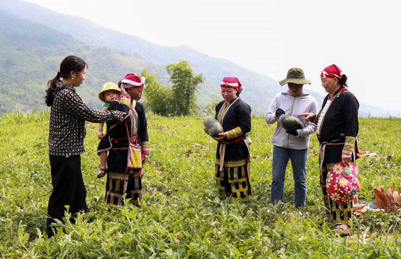 Cán bộ kỹ thuật Trung tâm Dịch vụ tổng hợp xã Bát Xát đồng hành cùng người trồng dưa (Ảnh: Trung tâm Dịch vụ tổng hợp xã Bát Xát).