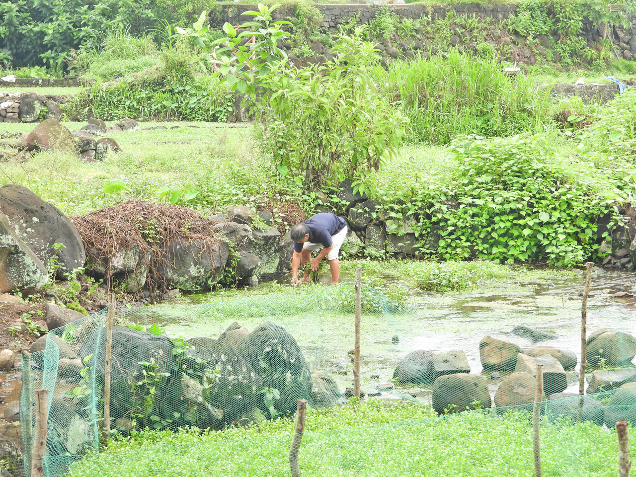 Tiềm năng hồ tiêu trên đất đỏ bazan, rau liệt bên giếng cổ nghìn năm ở Quảng Trị