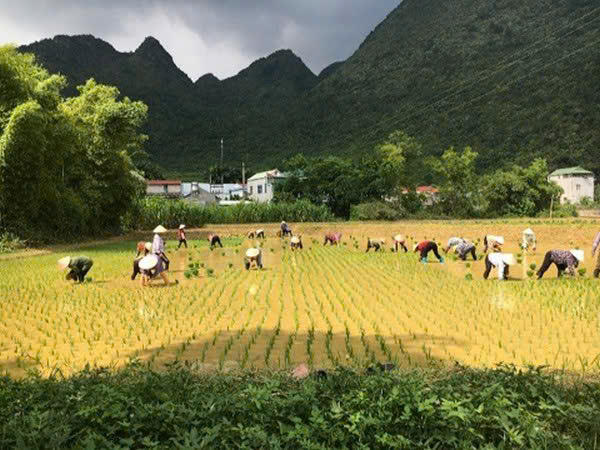Tín dụng chính sách trở thành điểm tựa giúp đồng bào dân tộc thiểu số vùng cao Hà Quảng phát triển sinh kế, vươn lên thoát nghèo.