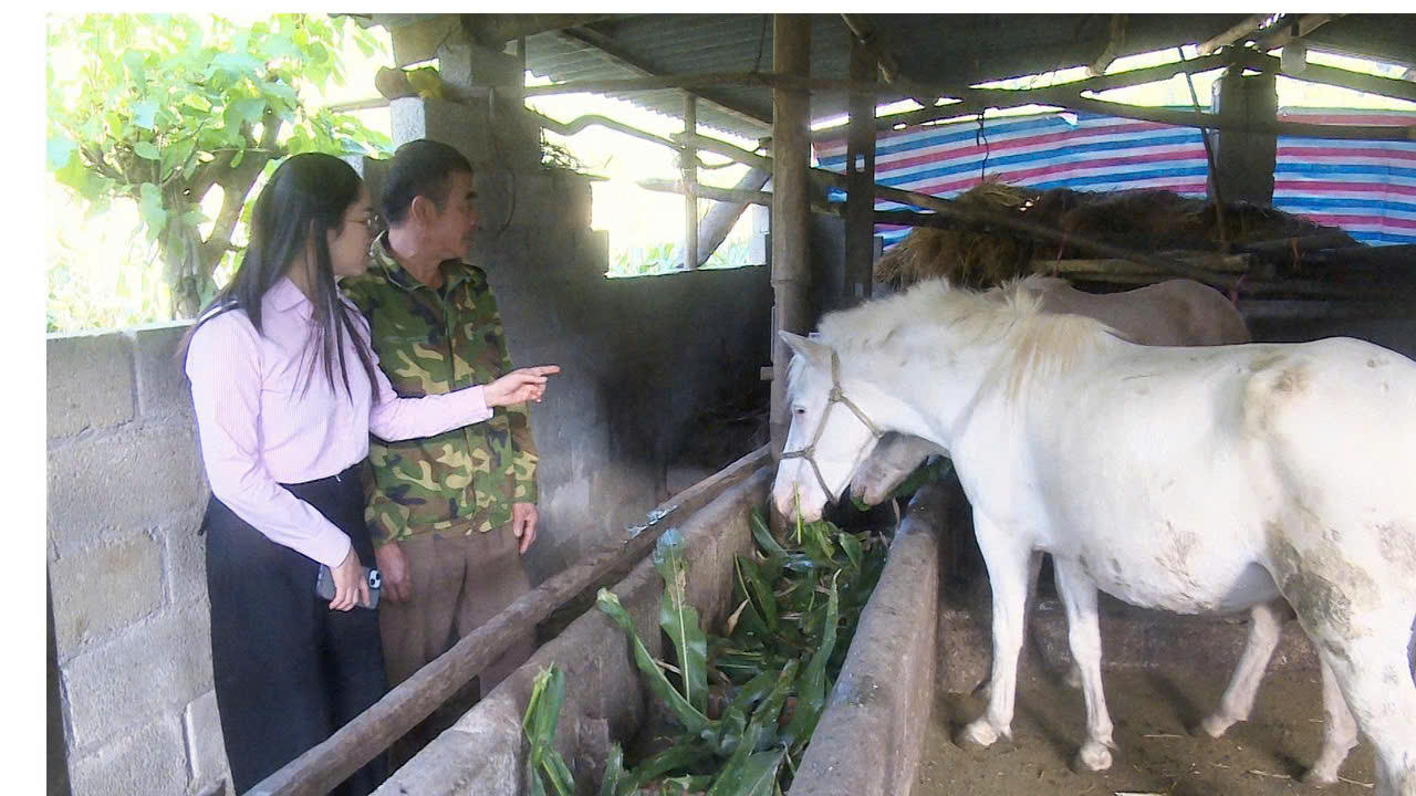 Nguồn vốn vay ưu đãi từ NHCSXH giúp nhiều hộ dân vùng cao Hà Quảng đầu tư phát triển chăn nuôi, nâng cao thu nhập.
