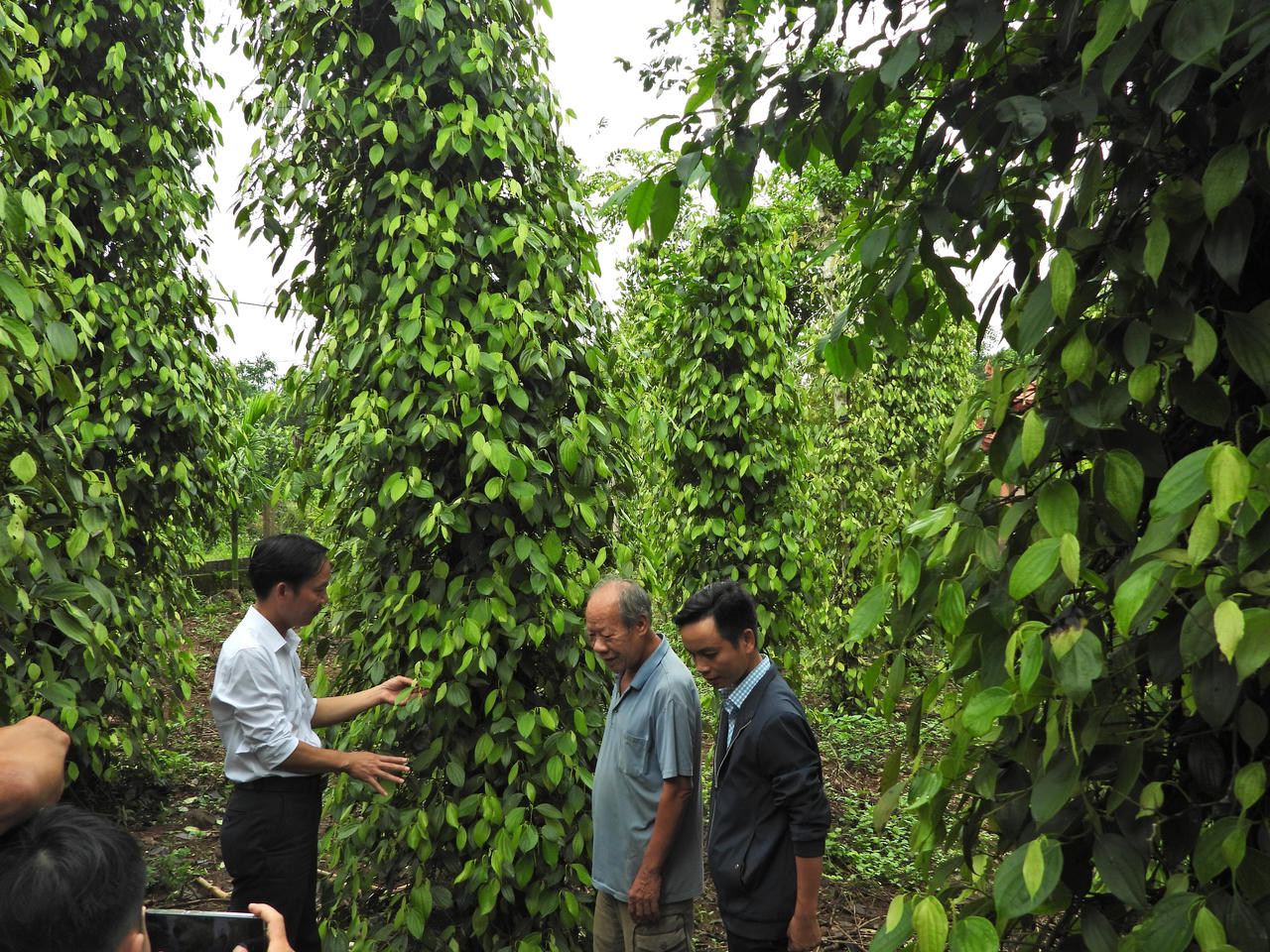 Những vườn hồ tiêu lâu năm vẫn cho thu hoạch, tạo sinh kế bền vững cho người dân vùng đất Gio An. (Ảnh: Minh Phương)