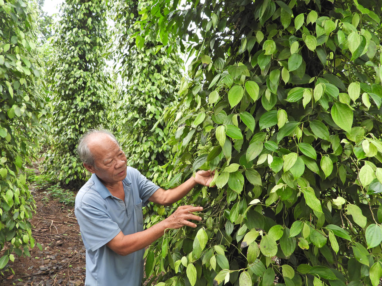 Ông Trần Đức Vũ bên trụ hồ tiêu trên vùng đất đỏ bazan ở Gio An, xã Cồn Tiên. (Ảnh: Minh Phương)