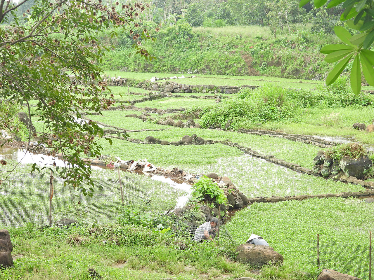 Tiềm năng hồ tiêu trên đất đỏ bazan, rau liệt bên giếng cổ nghìn năm ở Quảng Trị