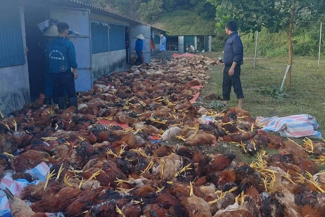 Hơn 3.000 con gà chết do chập điện tại Hà Tĩnh