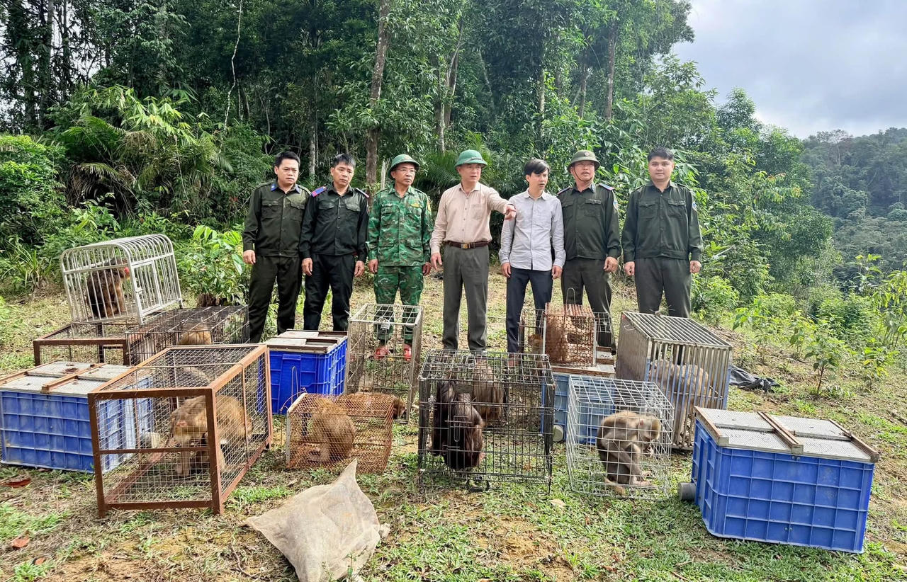 Lãnh đạo Vườn Quốc gia Vũ Quang cùng với cơ quan chức năng thả 22 cá thể động vật hoang dã, quý hiếm về rừng tự nhiên. (Ảnh: CTV)