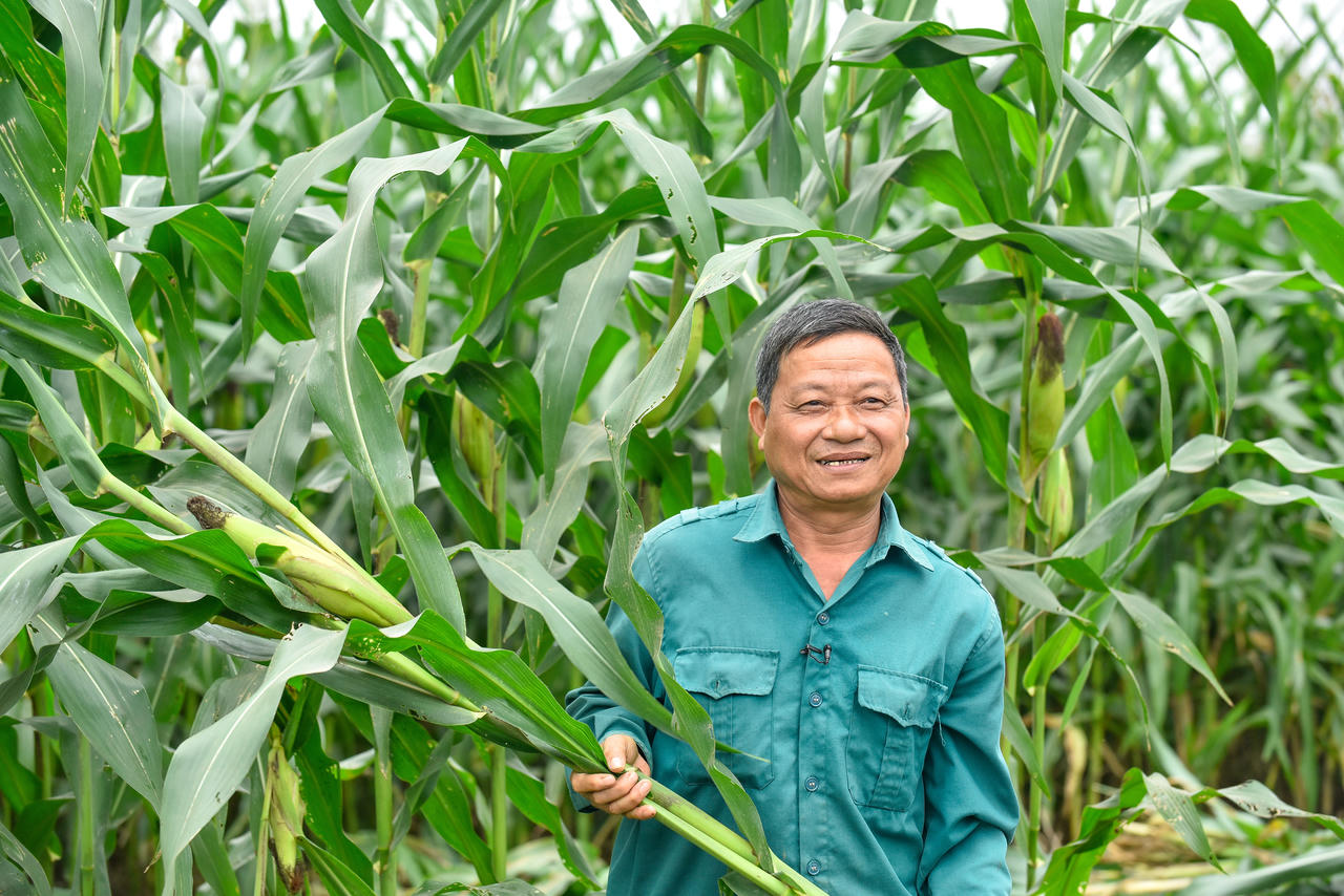 Ông Lê Văn Long - một nông dân tham gia chương trình liên kết với Vinamilk - trong một vụ thu hoạch bắp sinh khối (Ảnh: Hoàng Đông).