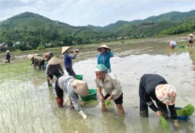 Phát triển nông, lâm nghiệp được xác định là hướng đi quan trọng nhằm khai thác lợi thế địa phương, tạo thu nhập cho người dân (Ảnh: laocai.gov.vn)