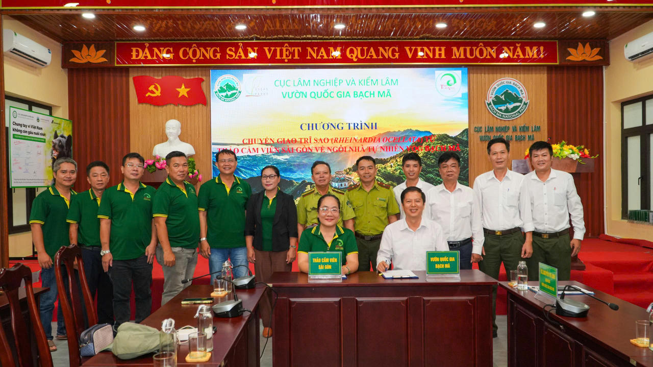 Chuyển giao 21 cá thể trĩ sao, mở hướng bảo tồn loài chim quý ở Bạch Mã