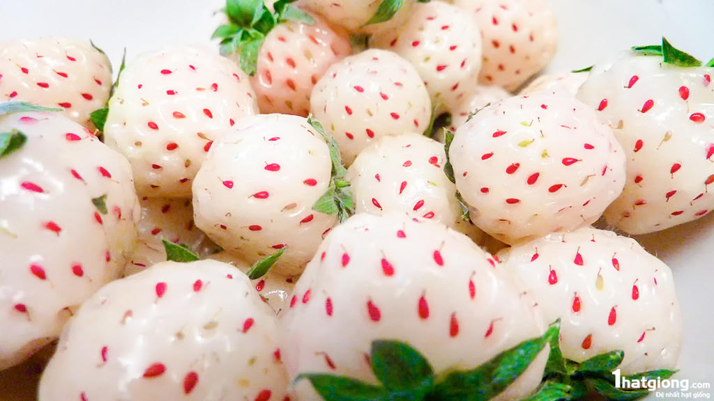 Dâu tây bạch tuyết gây sốt tại thị trường Việt Nam