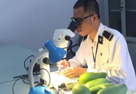 Lô hàng xoài xanh đầu tiên của Sơn La đã được xuất sang Úc