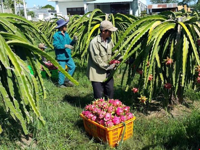 Lô hàng thanh long đầu tiên đã được xuất khẩu sang Úc
