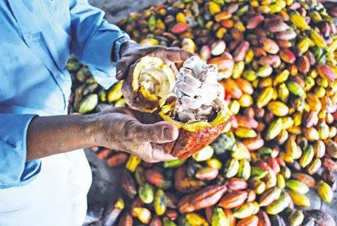 Ca cao tươi đang khiến dân Hà Thành phát sốt