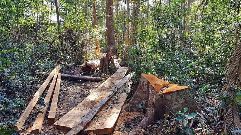 Lâm Đồng: Phát hiện hàng chục cây cổ thụ trăm tuổi bị đốn hạ trái phép 