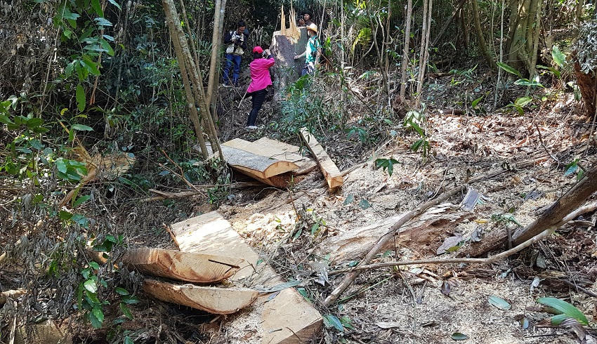 Lâm Đồng: Phát hiện hàng chục cây cổ thụ trăm tuổi bị đốn hạ trái phép 