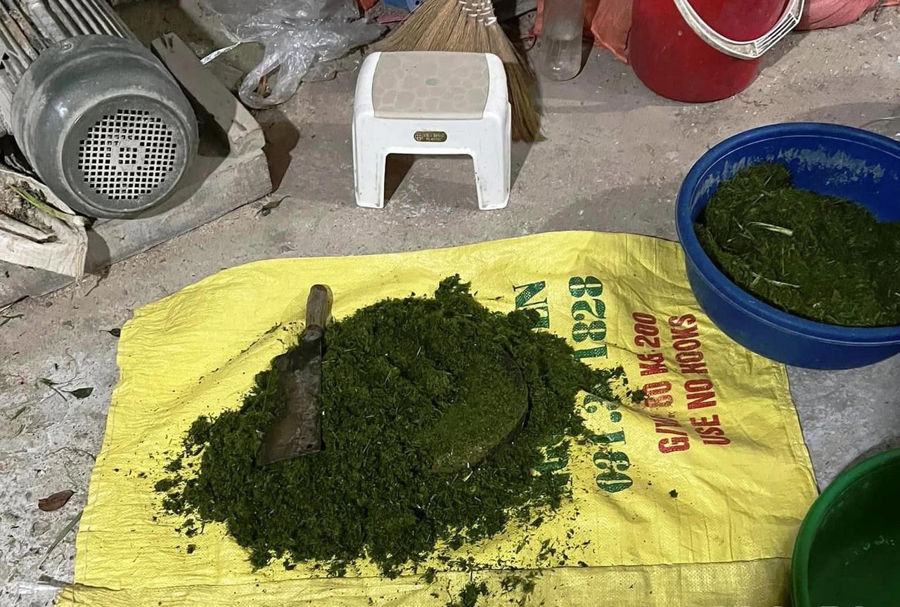 Xử phạt cơ sở sử dụng bột lá dứa làm giả gạo Séng Cù xanh tại Lào Cai