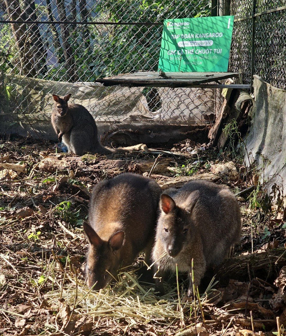 Một doanh nghiệp hỗ trợ 60 triệu đồng chăm sóc 04 con chuột túi 