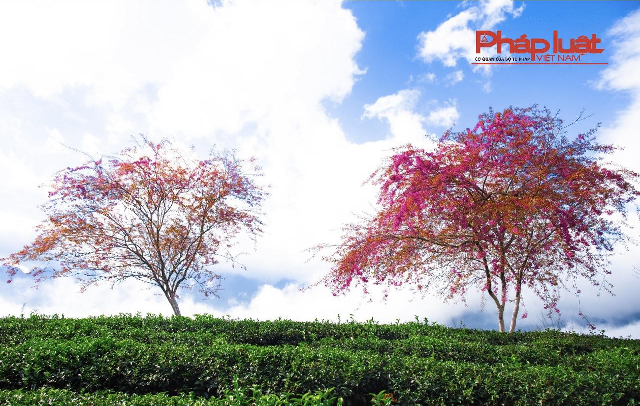 Đồi chè Ô Long Sa Pa vào mùa đông đẹp như tranh vẽ 