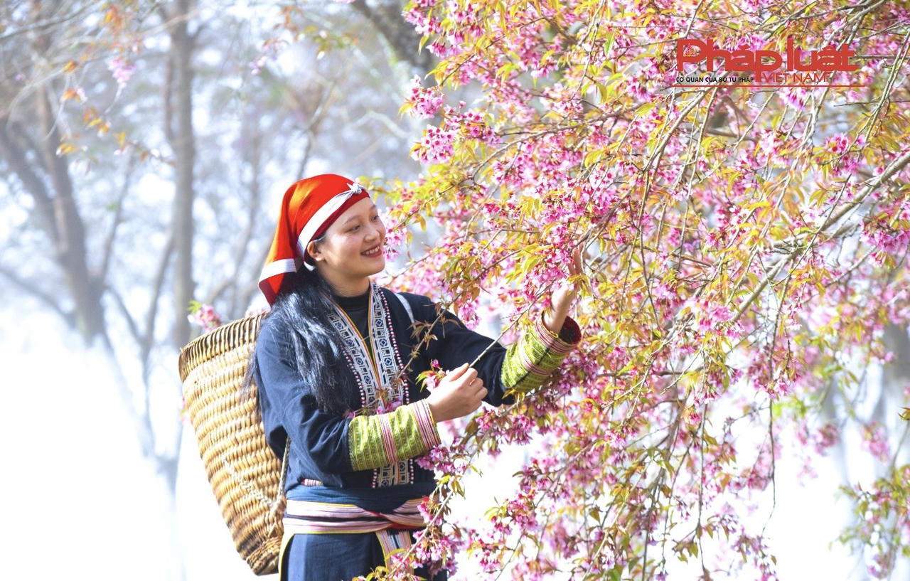 Đồi chè Ô Long Sa Pa vào mùa đông đẹp như tranh vẽ 