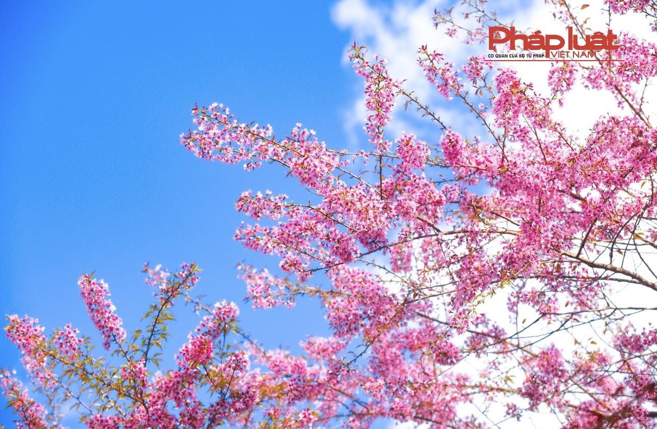 Đồi chè Ô Long Sa Pa vào mùa đông đẹp như tranh vẽ 