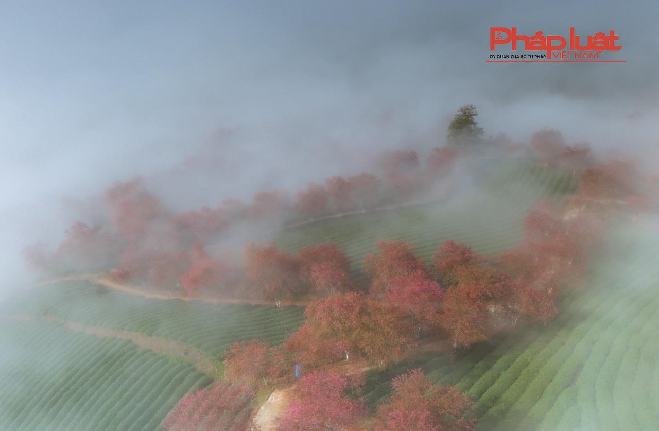 Đồi chè Ô Long Sa Pa vào mùa đông đẹp như tranh vẽ 