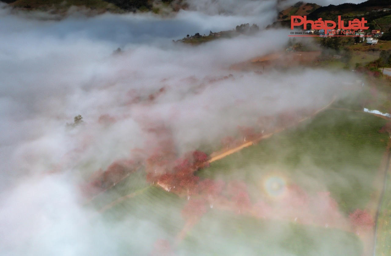 Đồi chè Ô Long Sa Pa vào mùa đông đẹp như tranh vẽ 