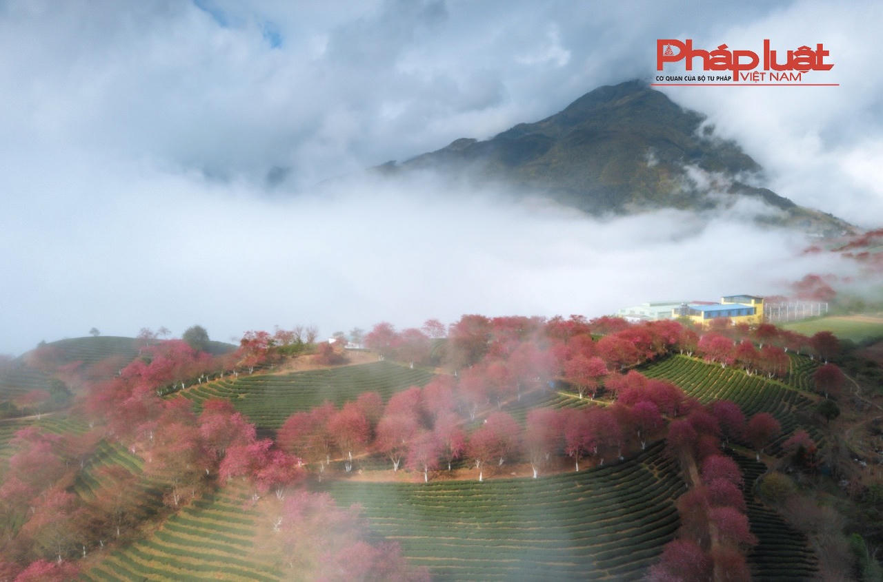 Đồi chè Ô Long Sa Pa vào mùa đông đẹp như tranh vẽ 