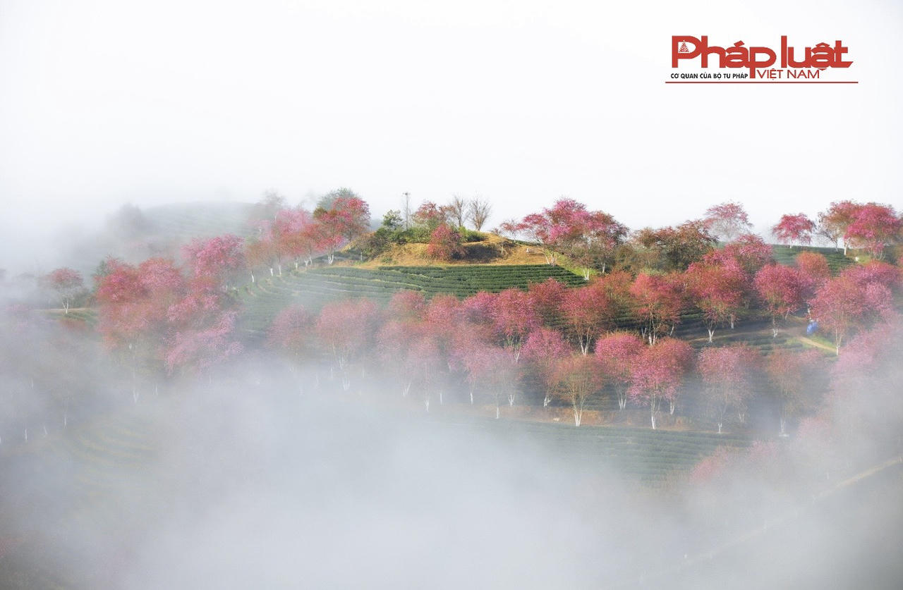 Đồi chè Ô Long Sa Pa vào mùa đông đẹp như tranh vẽ 