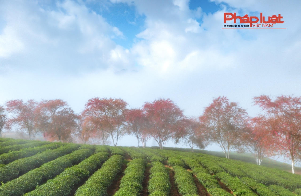 Đồi chè Ô Long Sa Pa vào mùa đông đẹp như tranh vẽ 