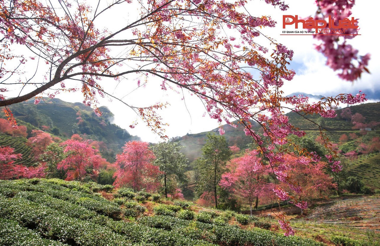 Đồi chè Ô Long Sa Pa vào mùa đông đẹp như tranh vẽ 