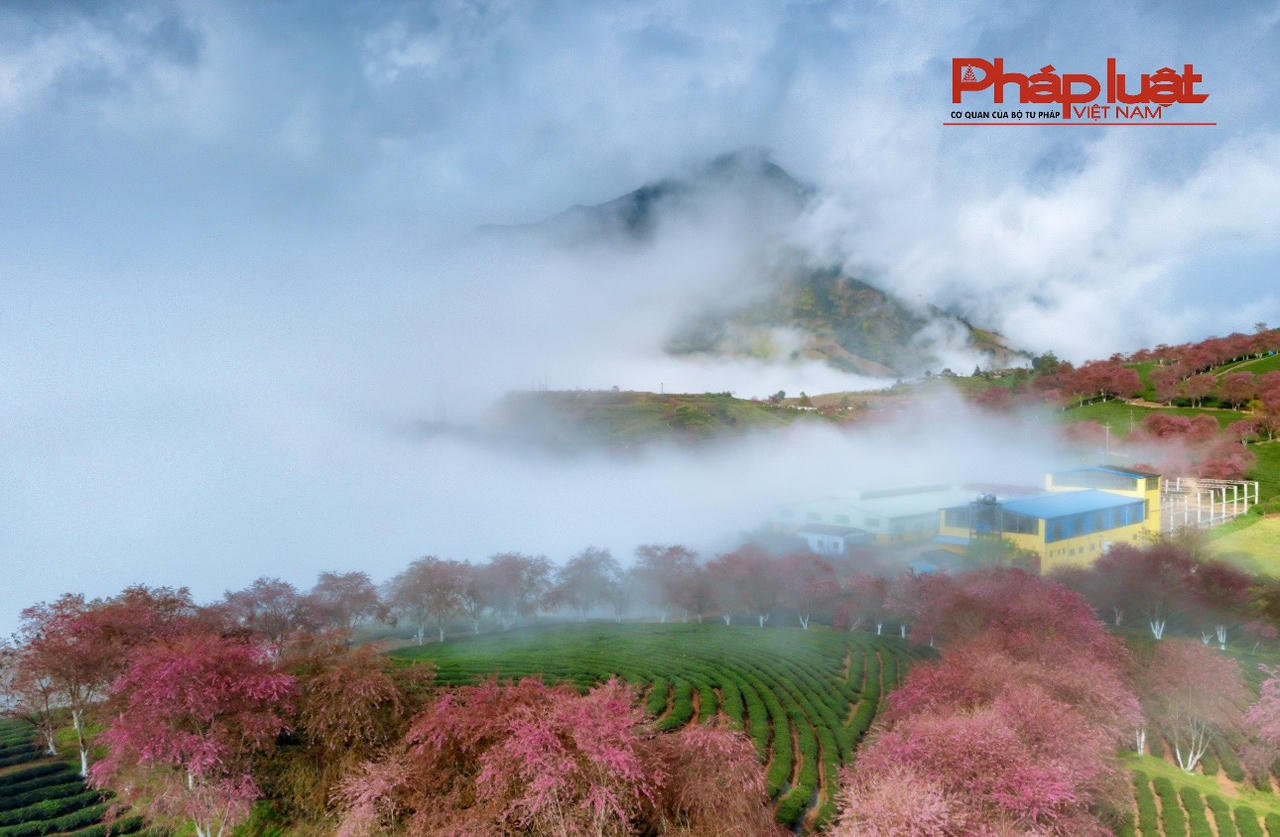 Đồi chè Ô Long Sa Pa vào mùa đông đẹp như tranh vẽ 