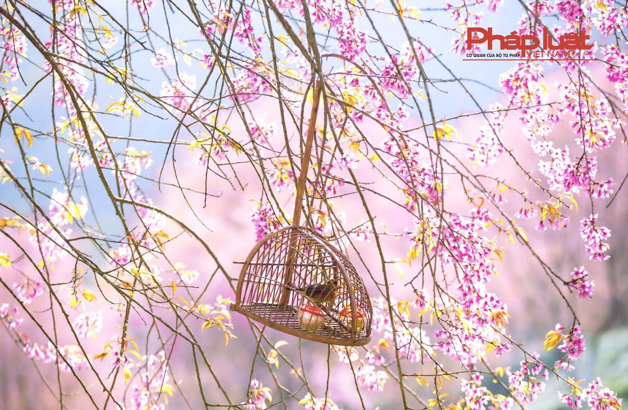 Đồi chè Ô Long Sa Pa vào mùa đông đẹp như tranh vẽ 