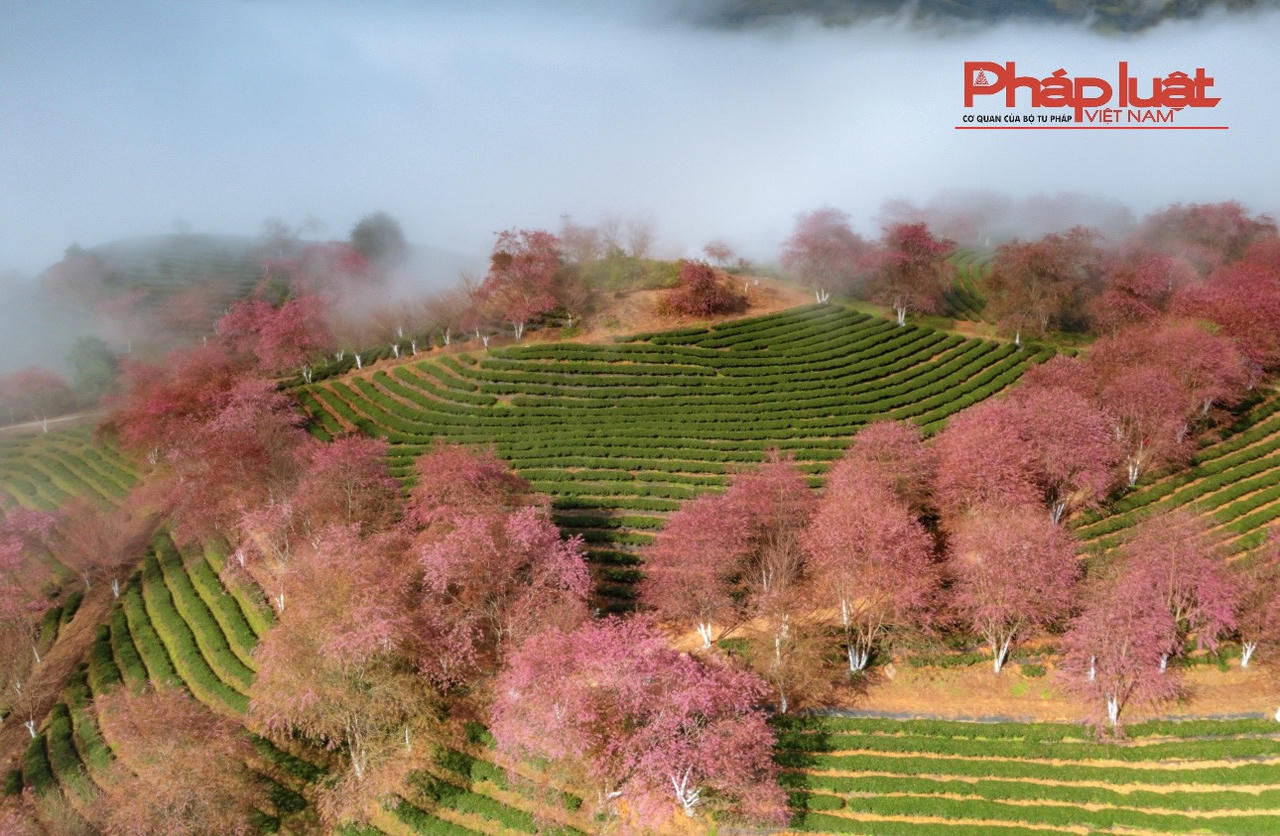 Đồi chè Ô Long Sa Pa vào mùa đông đẹp như tranh vẽ 