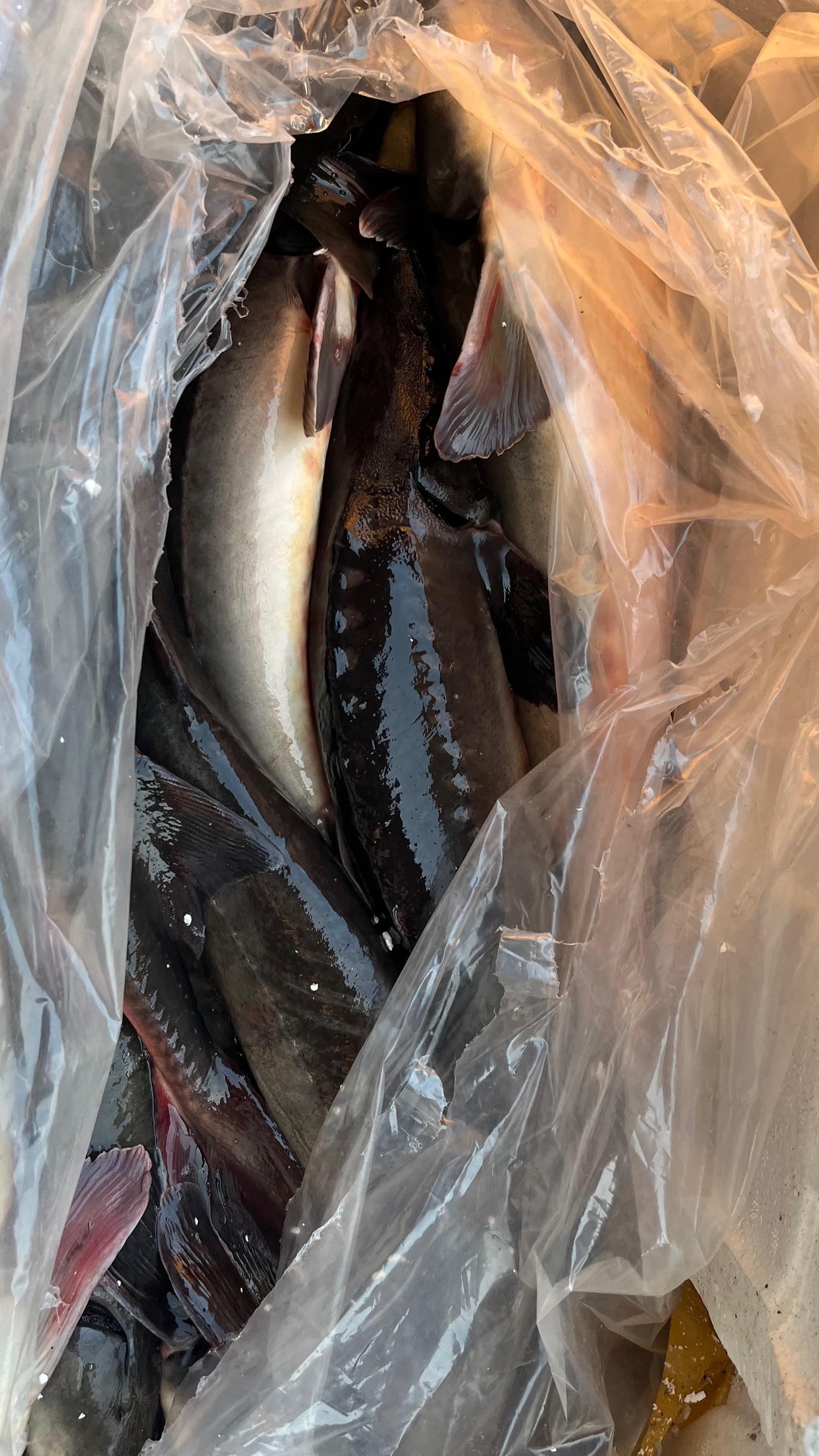 Lào Cai: Bắt gần 1 tấn cá tầm nhập lậu