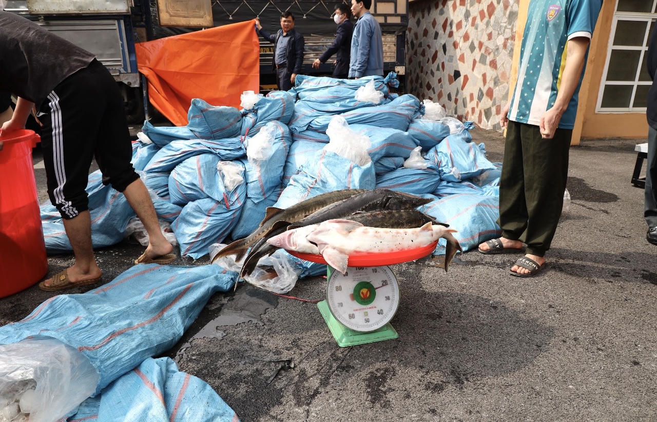 Lào Cai: Bắt giữ gần 4 tấn cá tầm sống không rõ nguồn gốc