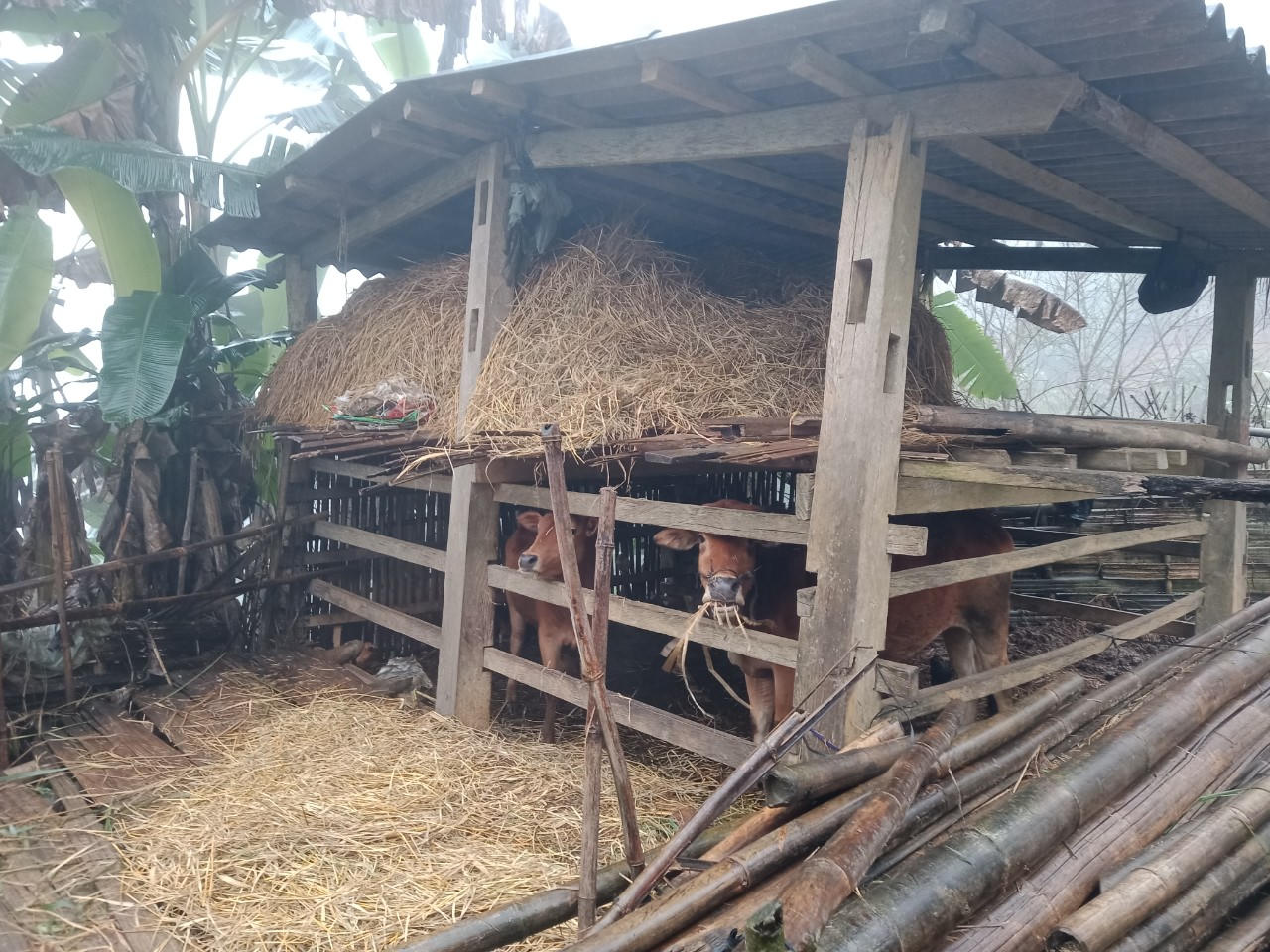 Giá lạnh 1-3 độ C, người dân vùng cao Lào Cai chống chọi thế nào?