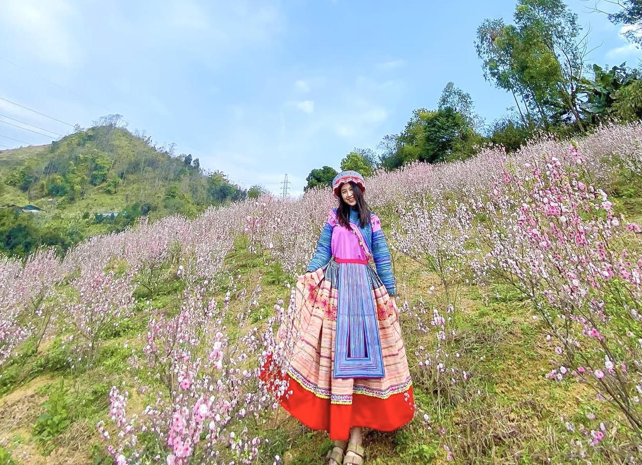 Hoa nhất chi mai phủ trắng triền núi ở Lai Châu