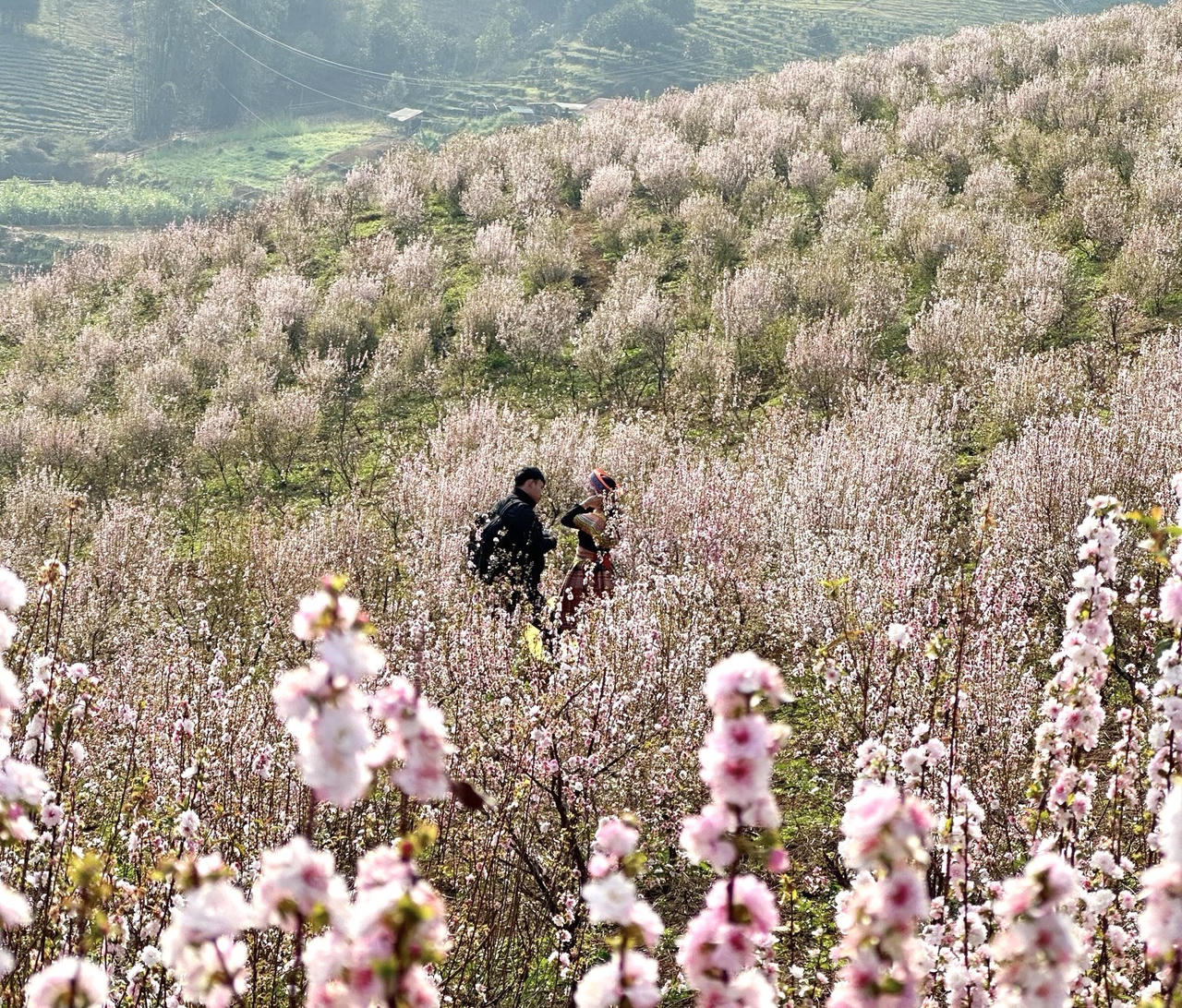Hoa nhất chi mai phủ trắng triền núi ở Lai Châu