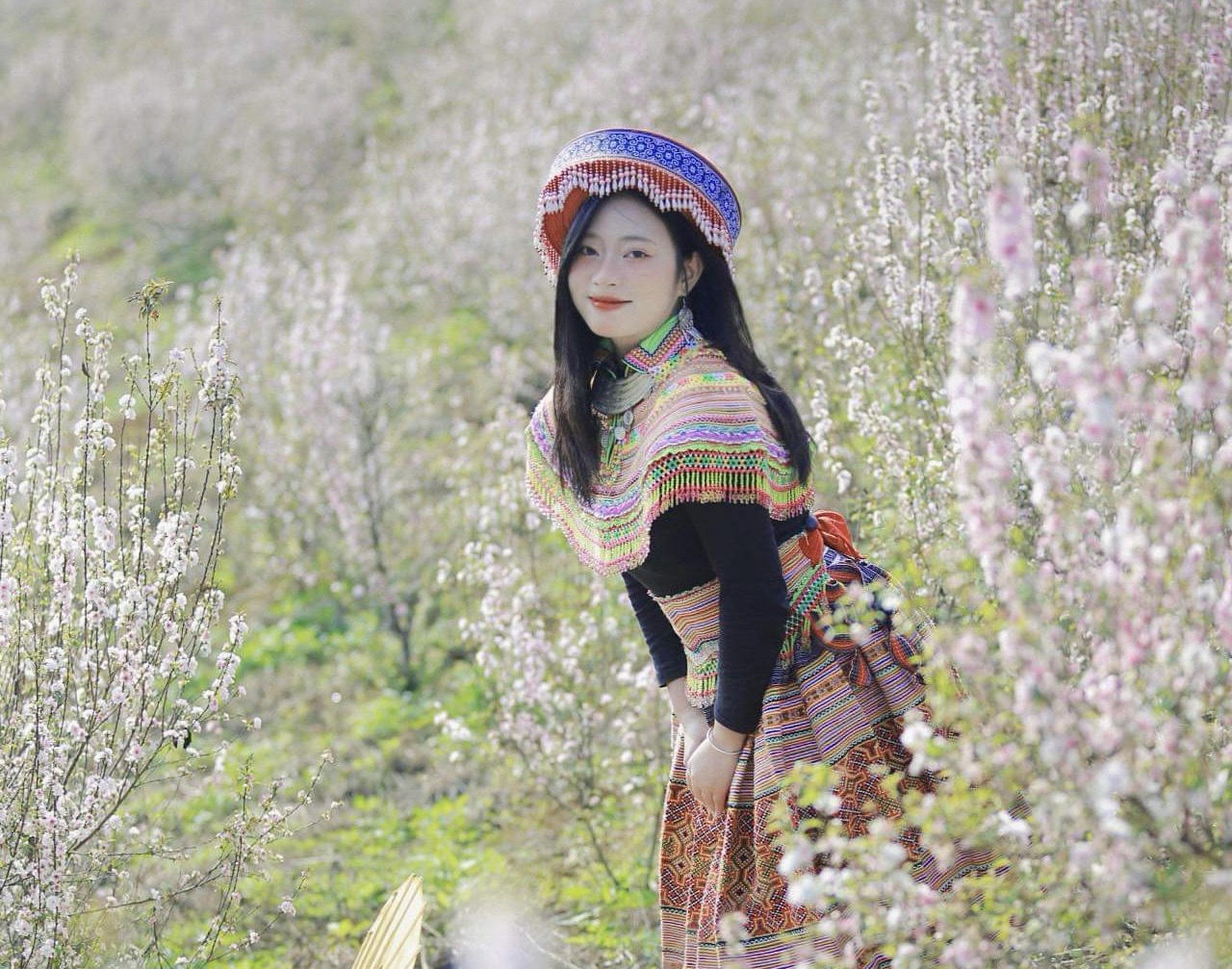 Hoa nhất chi mai phủ trắng triền núi ở Lai Châu